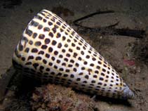 Image of Conus litteratus (Lettered cone)