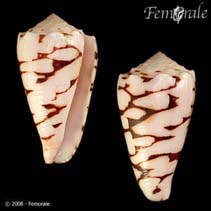 Image of Conus marmoreus (Marble cone)