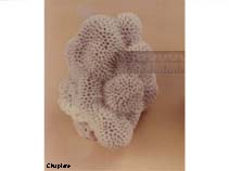 Image of Coeloseris mayeri (Tombstone coral)