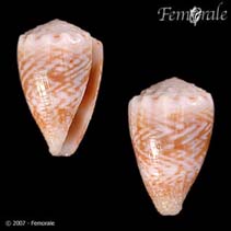 Image of Conus miliaris (Thousand-spot cone)