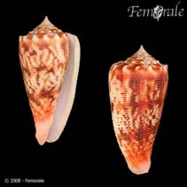 Image of Conus moluccensis (Molucca cone)