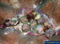 Image of Coralliophila neritoidea (Purple coral shell)