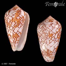 Image of Conus pennaceus (Feathered cone)