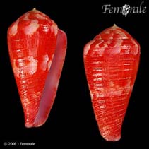 Image of Conus pertusus (Lovely cone)