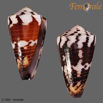 Image of Conus planorbis (Ringed cone)