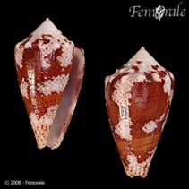 Image of Conus regius (Crown cone)