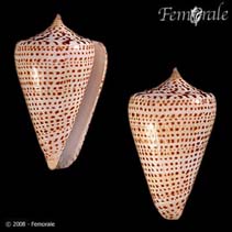 Image of Conus spurius (Alphabet cone)