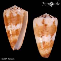 Image of Conus striatellus (Lineated cone)