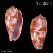 Image of Conus tulipa (Fish hunting cone snail)