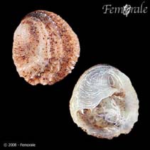 Image of Bostrycapulus aculeata (Spiny slippersnail)