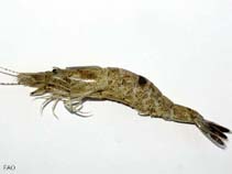 Image of Crangon crangon (Common shrimp)