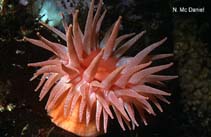 Image of Cribrinopsis fernaldi (Chevron-tentacle anemone)