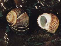 Image of Crepidula fornicata (Slipper limpet)