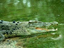 Image of Crocodylus porosus (Estuarine crocodile)
