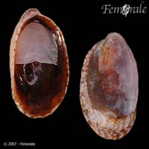 Image of Crepidula goreensis (Goree slippers shell)