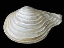 Image of Cuspidaria concentrica 