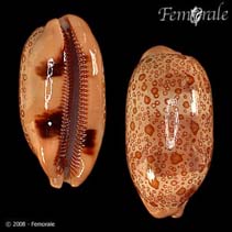 Image of Cypraea argus (Eyed cowrie)