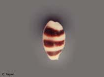 Image of Cypraea asellus (Asellus cowrie)