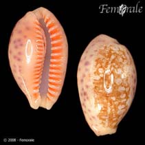 Image of Ovatipsa chinensis (Coloba cowrie)