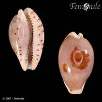 Image of Cypraea contaminata (Contaminated cowrie)