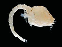Image of Cyclaspis gigas 