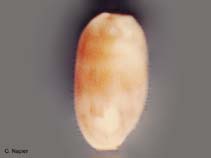 Image of Cypraea isabella (Isabelle cowrie)