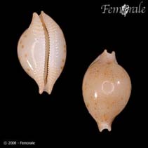 Image of Pustularia margarita (Pearl cowry)