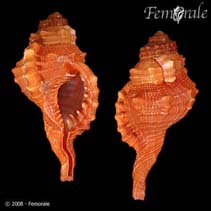 Image of Ranularia pyrum (Pear triton)
