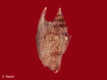 Image of Talparia talpa (Mole cowrie)