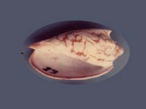 Image of Cymbiola vespertilio (Bat volute)