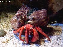 Image of Dardanus arrosor (Striated hermit crab)