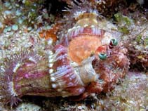 Image of Dardanus pedunculatus (Anemone hermit crab)