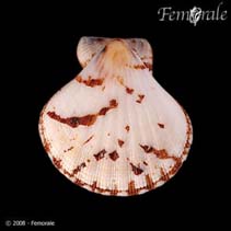 Image of Decatopecten amiculum (Cloak scallop)