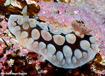 Image of Dendrodoris carbunculosa 
