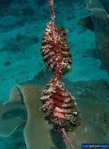 Image of Dendostrea frons (Frond oyster)