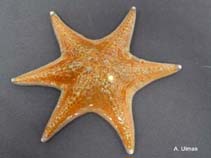 Image of Dermasterias imbricata (Leather star)