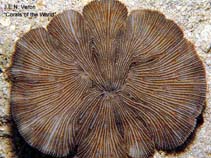 Image of Cycloseris fragilis (Fragile mushroom coral)