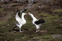 Image of Diomedea sanfordi (Northern royal albatross)