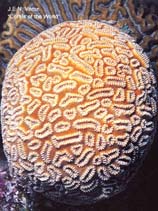 Image of Dichocoenia stokesii (Pineapple coral)