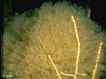 Image of Diazona violacea (Football sea squirt)