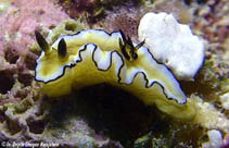 Image of Doriprismatica atromarginata (Black-margined nudibranch)