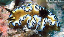 Image of Doriprismatica atromarginata (Black-margined nudibranch)