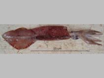 Image of Doryteuthis pleii (Slender inshore squid)