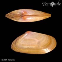 Image of Donax semistriatus 