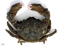 Image of Dromia personata (Sleepy crab)