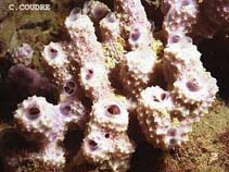 Image of Dysidea avara (Acquisitive sponge)