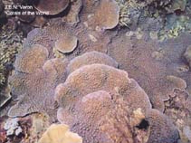 Image of Echinophyllia aspera (Flat lettuce coral)