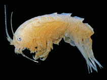 Image of Echiniphimedia imparidentata 