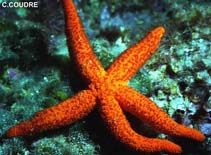 Image of Echinaster sepositus (Red starfish)