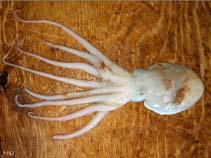 Image of Eledone cirrhosa (Horned octopus)